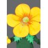 Kostüm Blume Gelb Maskottchen 3 (Hochwertig)