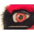 Maskottchen Falke Kostüm 2 (Werbefigur)